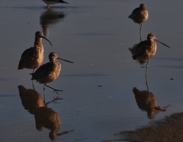 marbled godwits